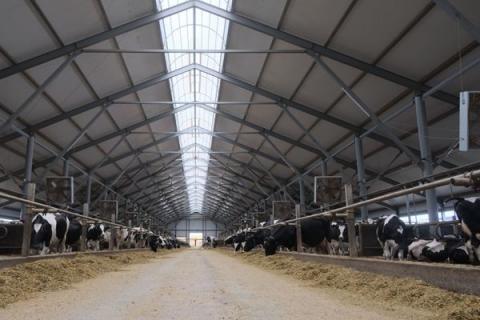 Современный молочный комплекс с дойным стадом в Башкортостане, вид внутри фермы