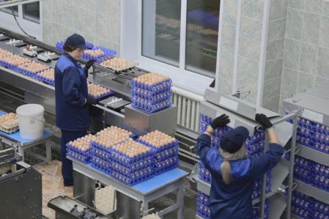 Работницы птицефабрики сортируют и упаковывают куриные яйца на производственной линии