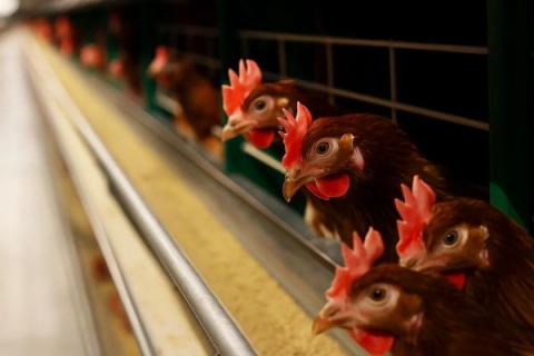 Куры-несушки на птицефабрике во время кормления — рост производства мяса птицы в России