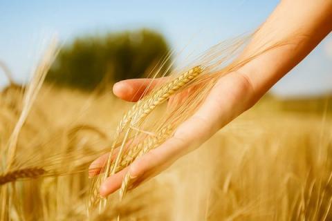 Рука держит зрелые колосья пшеницы на фоне сельскохозяйственного поля в солнечный день — символ урожая и развития АПК