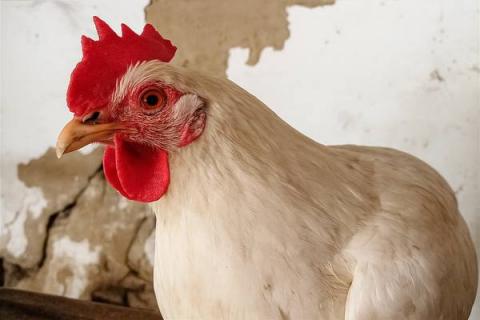 Белый бройлер на птицефабрике — производство мяса птицы в Хакасии