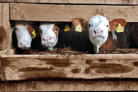 Крупный рогатый скот на ферме — поддержка молочной отрасли Минсельхозом России с 2026 года