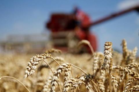 Крупный план колосьев пшеницы на фоне комбайна во время уборочной кампании