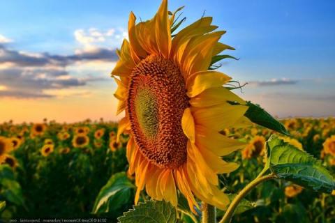 Поле цветущих подсолнечников на закате в сезон сбора урожая