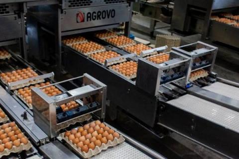 Автоматическая линия сортировки и упаковки куриных яиц на Буйской птицефабрике