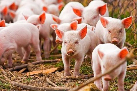 Молодые поросята на ферме — развитие мирового свиноводства и рост экспорта свинины из России в 2025 году