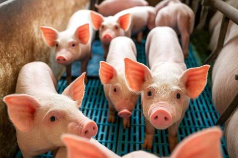 Поросята на ферме в Китае — запрет на вторичный откорм свиней