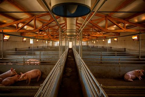 Современный свиноводческий комплекс с оптимизированной системой микроклимата и комфортными условиями для откорма свиней