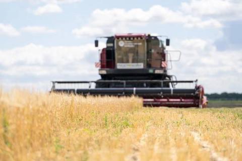 Комбайн на уборке урожая зерна в России, жатва 2025 года