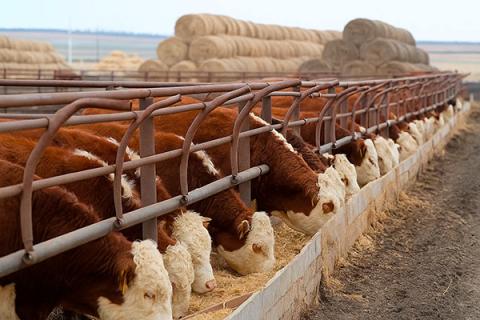 Скот на откормочной площадке поедает корм из бетонной кормушки в Волгоградской области