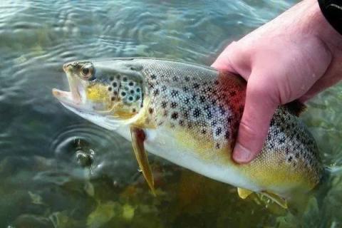 Форель в руках рыбака на фоне чистой воды — пример товарной рыбы, выращенной в Калужской области
