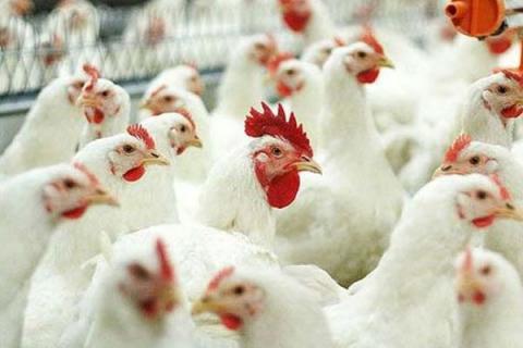 Бройлеры на промышленной птицефабрике — производство мяса птицы в Орловской области