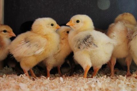 Суточные цыплята на птицефабрике — племенное поголовье, закупленное с господдержкой в Красноярском крае