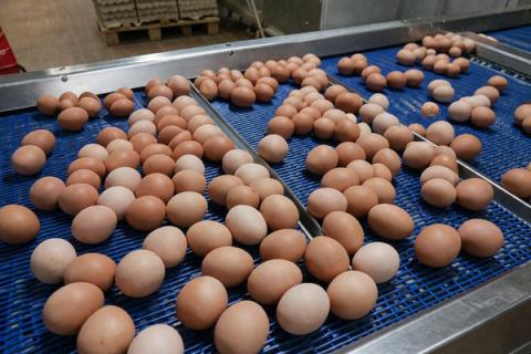 Сортировка куриных яиц на линии Котласской птицефабрики в Архангельской области