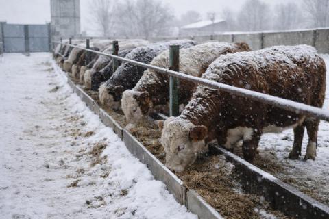 Крупный рогатый скот на кормлении зимой — животноводство Пензенской области, откорм КРС