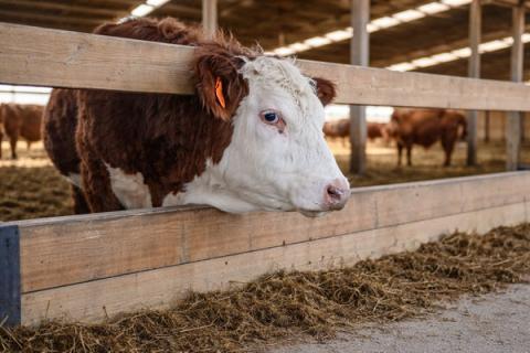 Крупный рогатый скот на откорме в современном комплексе — производство мяса КРС в Бурятии