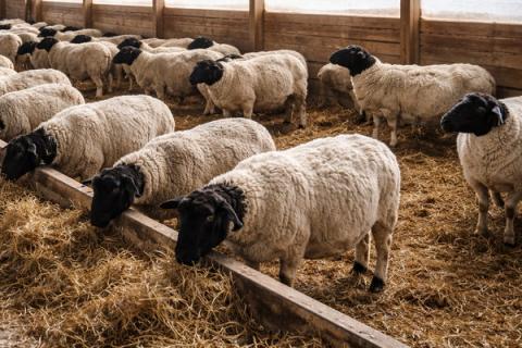 Овцы породы дорпер на кормлении в хозяйстве — промышленное овцеводство Тюменской области