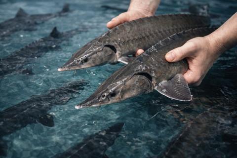 Сибирский осетр в рыбоводном хозяйстве как иллюстрация нового проекта аквакультуры в Архангельской области