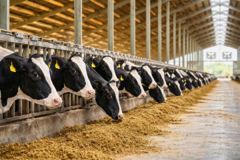 пожизненная продуктивность КРС и управление стадом на примере ЭкоНивы, молочное производство и кормление коров