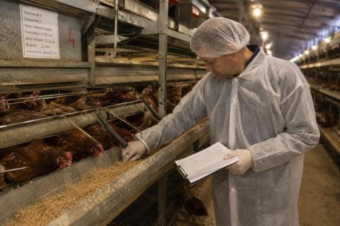 Специалист по кормлению проверяет корм у линии раздачи в промышленном птичнике для кур-несушек