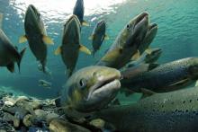 Атлантический лосось в воде — визуализация аквакультурного цикла выращивания в УЗВ