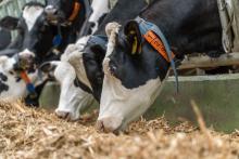 Коровы на промышленной мегаферме АГРОСИЛА поедают полнорационный корм в условиях беспривязного содержания