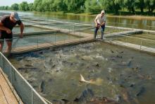 Работа на рыбоводческом хозяйстве в Северной Осетии: вылов осетровых из садков на открытом водоёме