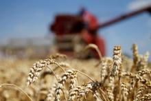 Крупный план колосьев пшеницы на фоне комбайна во время уборочной кампании