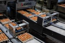 Автоматическая линия сортировки и упаковки куриных яиц на Буйской птицефабрике