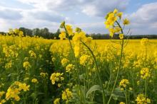 Цветущее поле рапса в России – урожай масличной культуры в 2025 году
