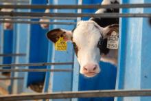 Телёнок с бирками на ушах в стойле — страхование крупного рогатого скота в России