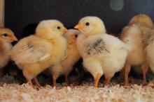 Суточные цыплята на птицефабрике — племенное поголовье, закупленное с господдержкой в Красноярском крае