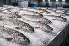 Товарная форель на льду как результат производства рыбы в Ленинградской области и развития аквакультуры