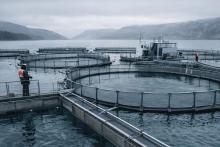 Садковое форелевое хозяйство на северном водоёме как иллюстрация роста и ограничений российской товарной аквакультуры