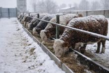 Крупный рогатый скот на кормлении зимой — животноводство Пензенской области, откорм КРС