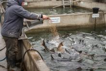 Кормление рыбы гранулированным комбикормом в рыбоводческом хозяйстве, снижение доли рыбной муки и повышение эффективности корма